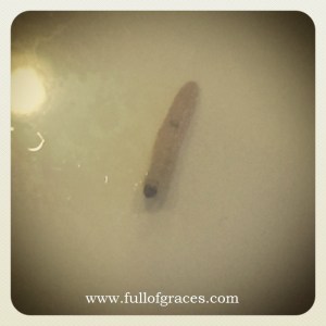 A natural hazard of cooking with organic apples: stowaways.