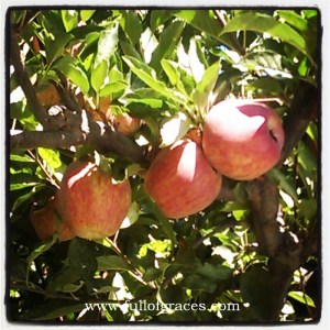 Braeburns at Riley's Apple Farm in Oak Glen