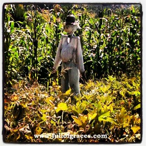 Mr. Scarecrow guarding the pumpkin patch