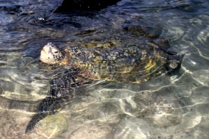 Hawaiian Honu, green sea turtle.This one was at least five feet long and two feet away from me!