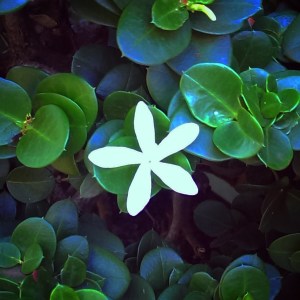 These flowers smell heavenly.