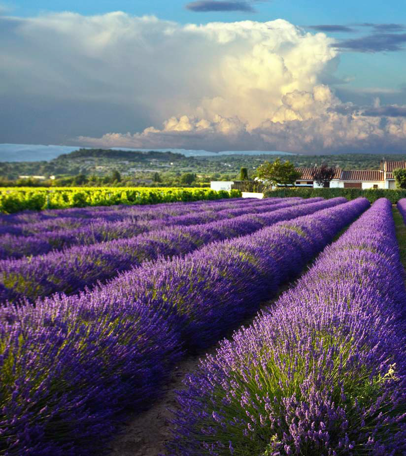 lavender field