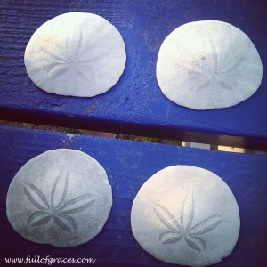 On our way to dinner, a nice old lady stopped and gave my kids these sand dollars she had found on the walk.
