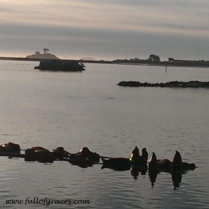 This was our view for dinner: harbor sea lions! 
