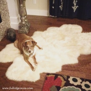 Sugar is not scared of the sheepskin monster.