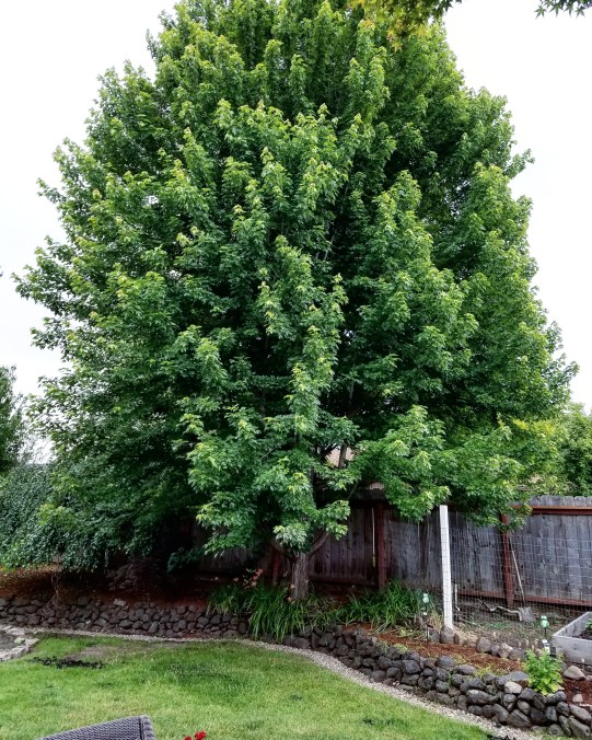 IMG_20170612_083145_216